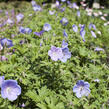 Kakost himalájský 'Irish Blue' - Geranium himalayense 'Irish Blue'