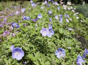 Kakost himalájský 'Irish Blue' - Geranium himalayense 'Irish Blue'