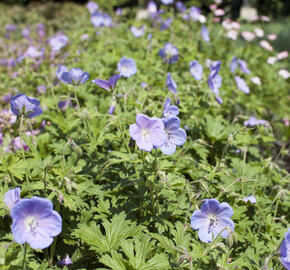 Kakost himalájský 'Irish Blue' - Geranium himalayense 'Irish Blue'