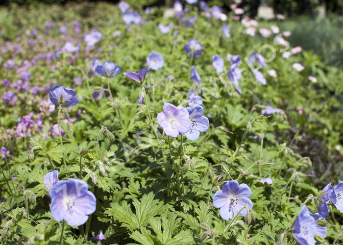 Kakost himalájský 'Irish Blue' - Geranium himalayense 'Irish Blue'
