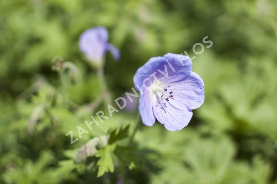 Kakost himalájský 'Irish Blue' - Geranium himalayense 'Irish Blue'