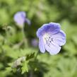 Kakost himalájský 'Irish Blue' - Geranium himalayense 'Irish Blue'