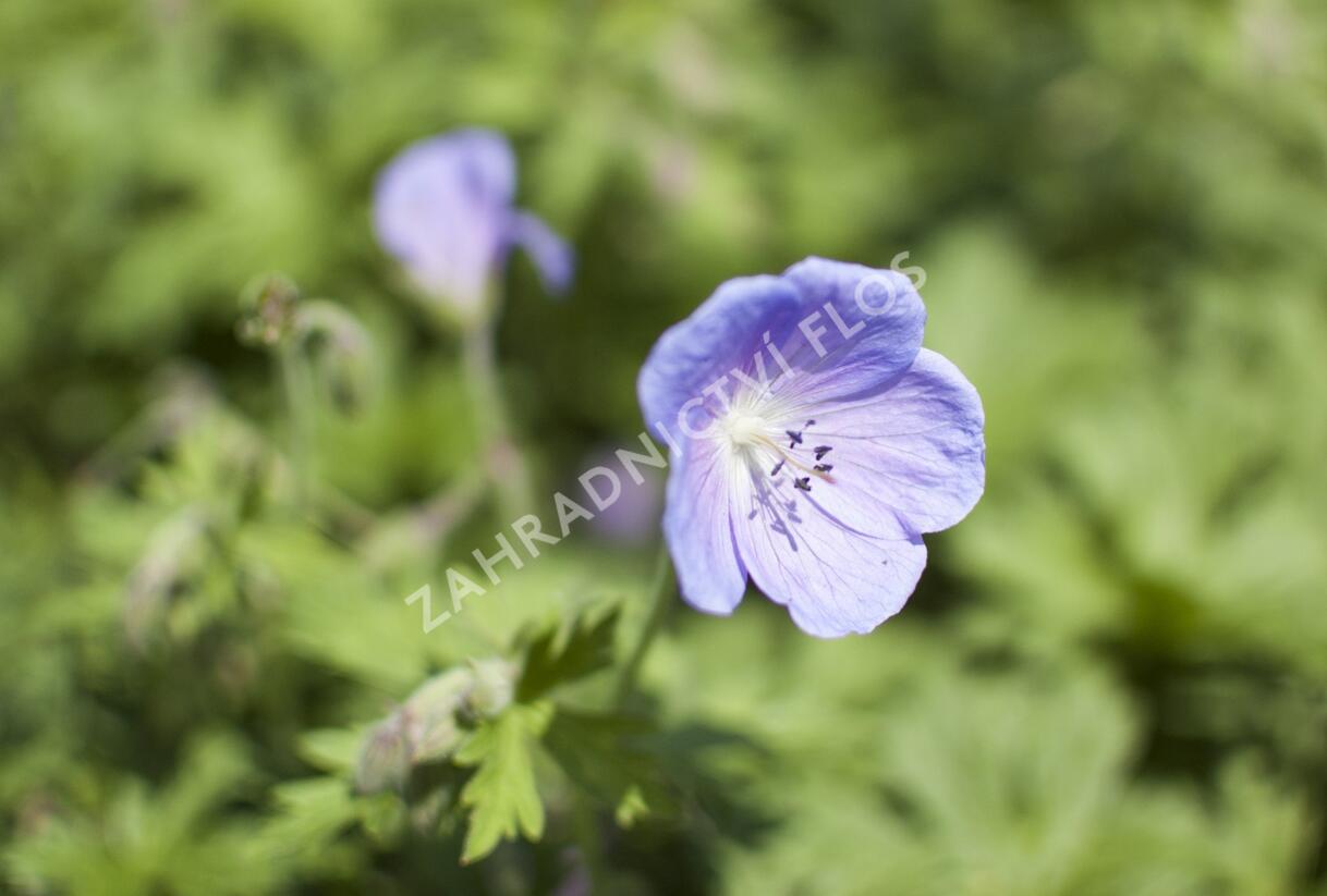 Kakost himalájský 'Irish Blue' - Geranium himalayense 'Irish Blue'