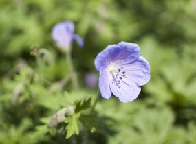 Kakost himalájský 'Irish Blue' - Geranium himalayense 'Irish Blue'