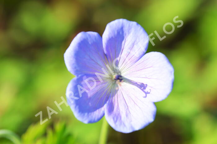 Kakost himalájský 'Irish Blue' - Geranium himalayense 'Irish Blue'