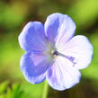 Kakost himalájský 'Irish Blue' - Geranium himalayense 'Irish Blue'