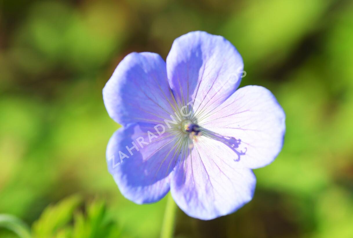 Kakost himalájský 'Irish Blue' - Geranium himalayense 'Irish Blue'