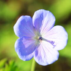 Kakost himalájský 'Irish Blue' - Geranium himalayense 'Irish Blue'