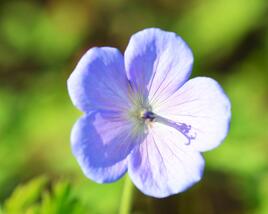 Kakost himalájský 'Irish Blue'