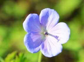 Kakost himalájský 'Irish Blue' - Geranium himalayense 'Irish Blue'