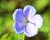 Kakost himalájský 'Irish Blue'