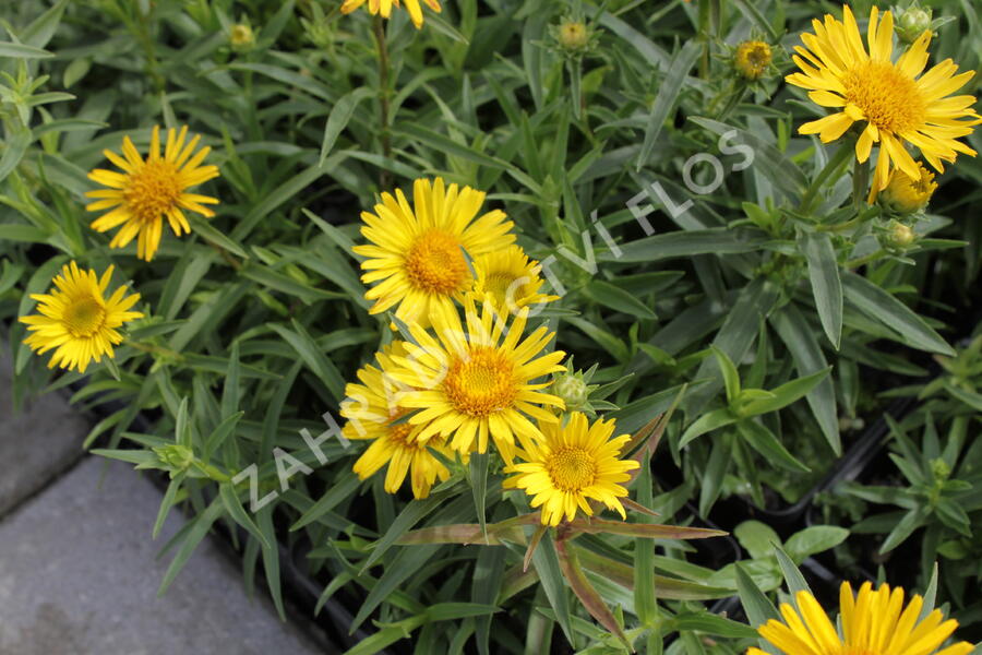 Oman mečolistý - Inula ensifolia