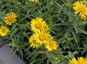 Oman mečolistý - Inula ensifolia