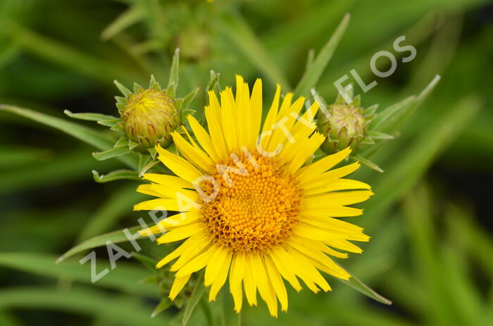 Oman mečolistý - Inula ensifolia