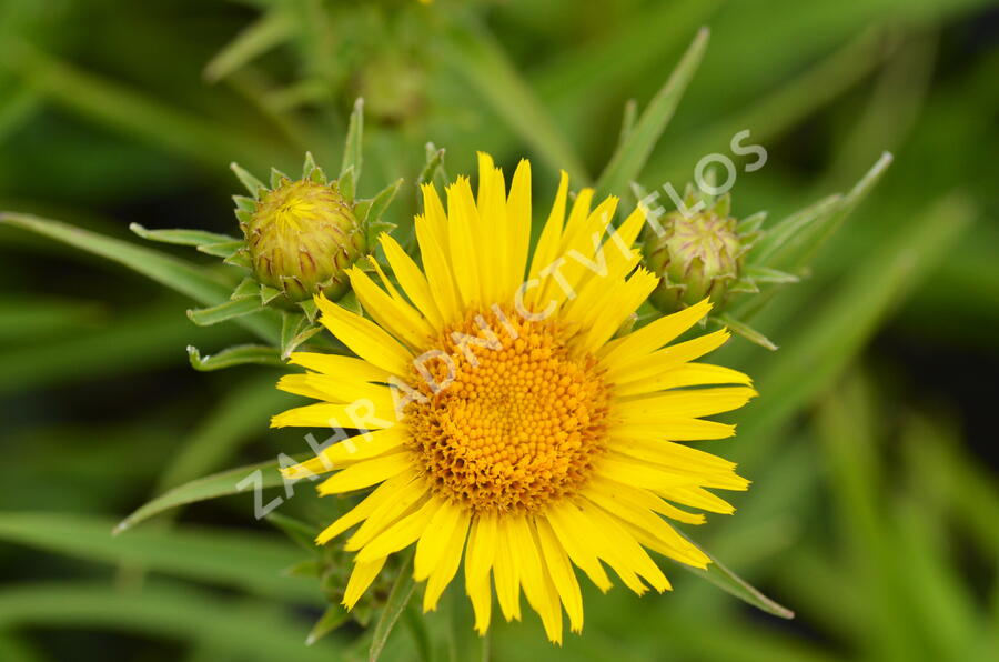 Oman mečolistý - Inula ensifolia