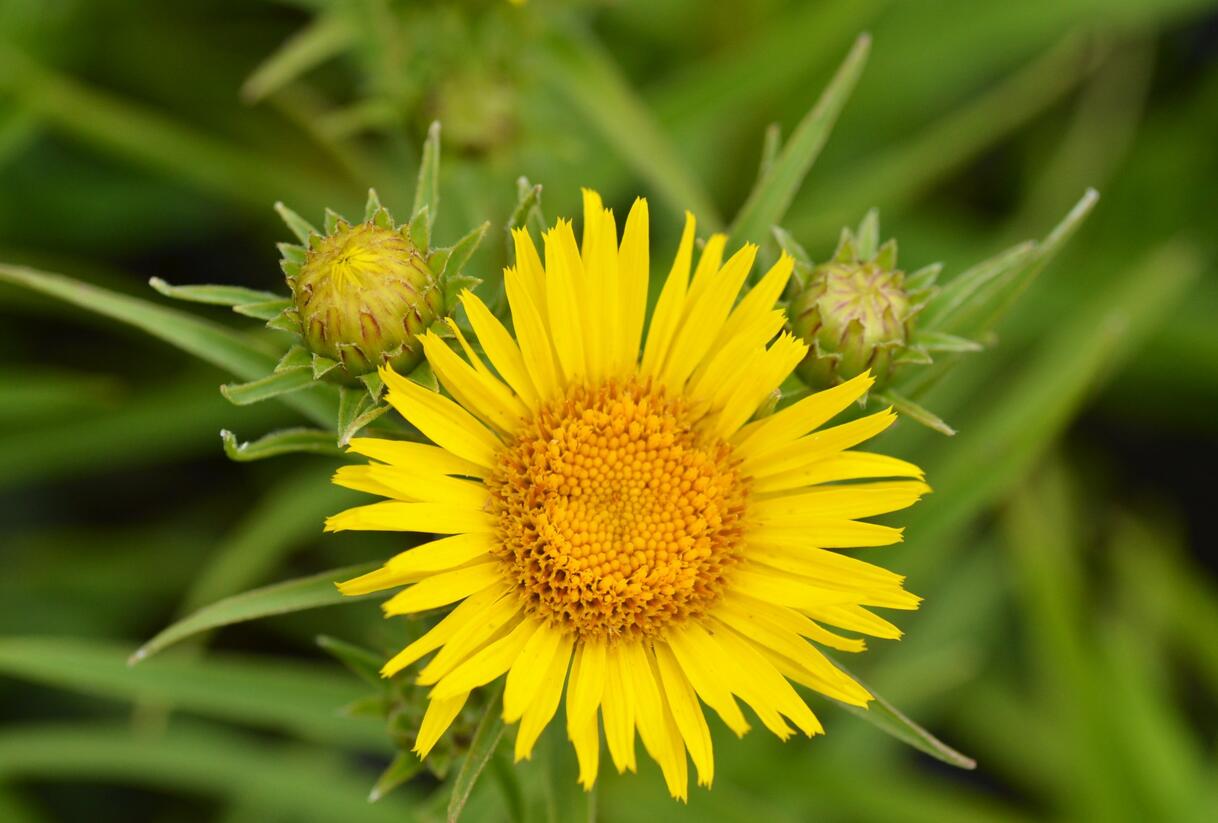 Oman mečolistý - Inula ensifolia