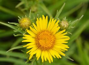 Oman mečolistý - Inula ensifolia