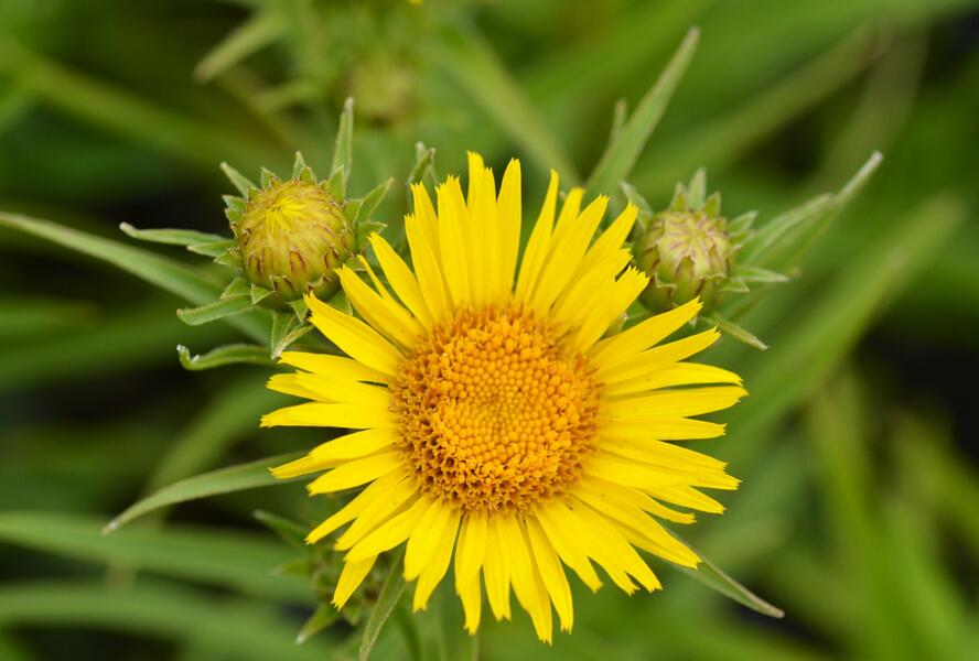 Oman mečolistý - Inula ensifolia