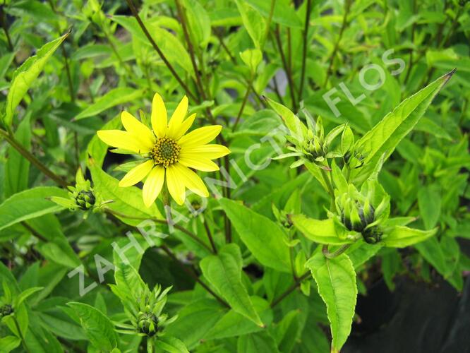 Slunečnice 'Lemon Queen' - Helianthus microcephalus 'Lemon Queen'