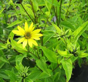 Slunečnice 'Lemon Queen' - Helianthus microcephalus 'Lemon Queen'