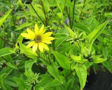 Slunečnice 'Lemon Queen'