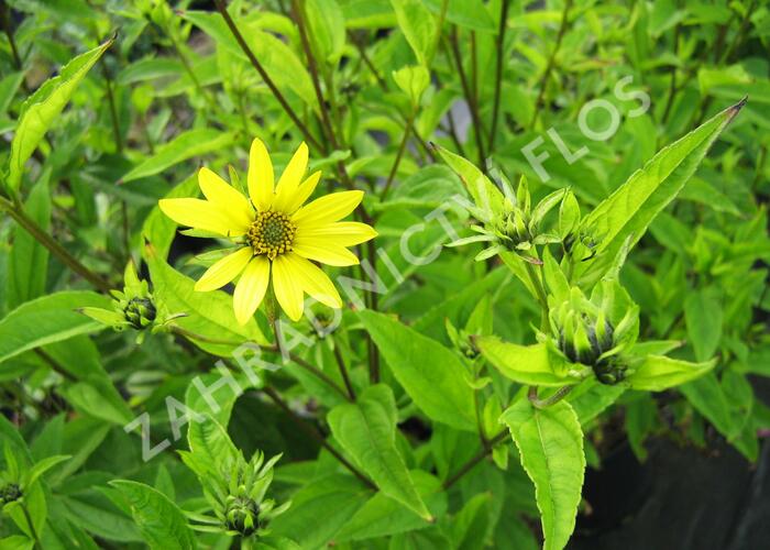 Slunečnice 'Lemon Queen' - Helianthus microcephalus 'Lemon Queen'