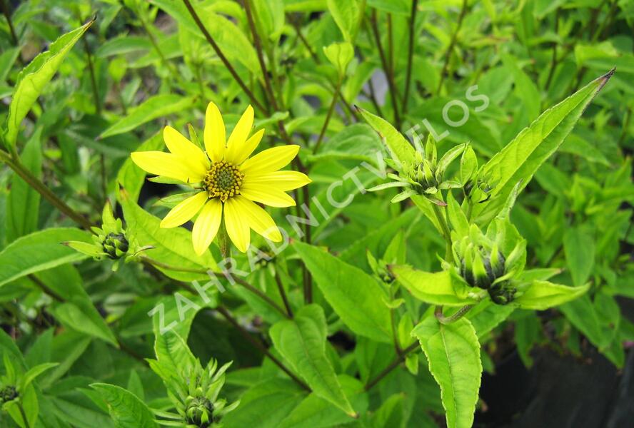 Slunečnice 'Lemon Queen' - Helianthus microcephalus 'Lemon Queen'