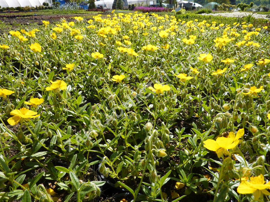 Devaterník 'Sterntaler' - Helianthemum 'Sterntaler'