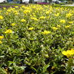 Devaterník 'Sterntaler' - Helianthemum 'Sterntaler'