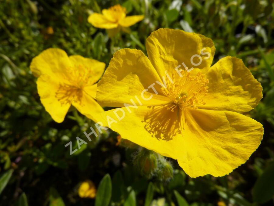 Devaterník 'Sterntaler' - Helianthemum 'Sterntaler'
