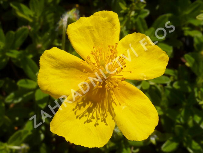 Devaterník 'Sterntaler' - Helianthemum 'Sterntaler'