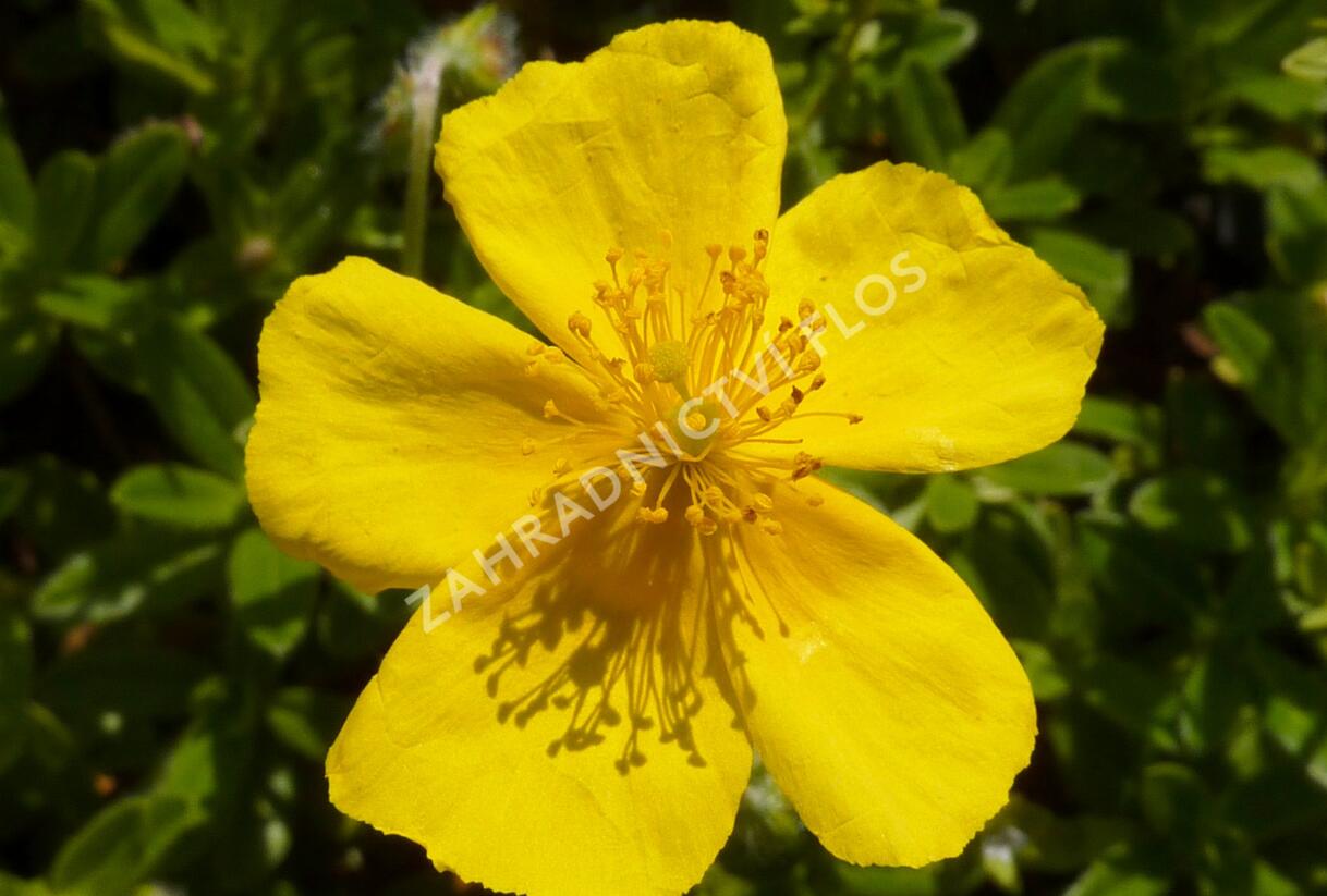 Devaterník 'Sterntaler' - Helianthemum 'Sterntaler'