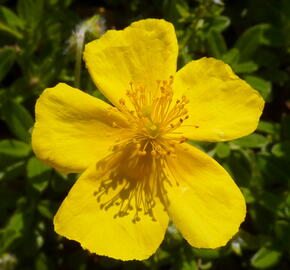 Devaterník 'Sterntaler' - Helianthemum 'Sterntaler'