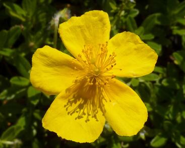 Devaterník 'Sterntaler'