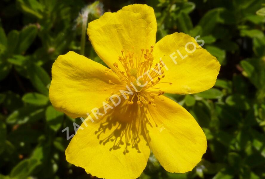 Devaterník 'Sterntaler' - Helianthemum 'Sterntaler'
