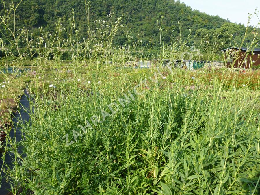 Šater - Gypsophila pacifica