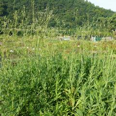 Šater - Gypsophila pacifica