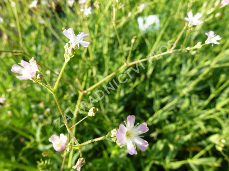 Šater - Gypsophila pacifica