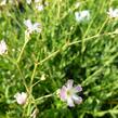 Šater - Gypsophila pacifica