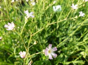 Šater - Gypsophila pacifica