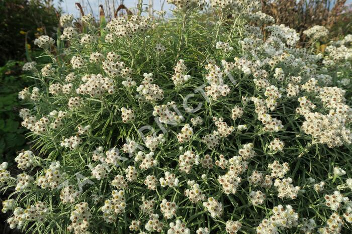 Plesnivka perlová 'Neuschnee' - Anaphalis margaritacea 'Neuschnee'