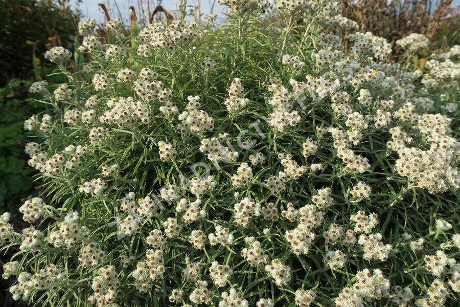 Plesnivka perlová 'Neuschnee' - Anaphalis margaritacea 'Neuschnee'