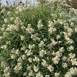 Plesnivka perlová 'Neuschnee' - Anaphalis margaritacea 'Neuschnee'