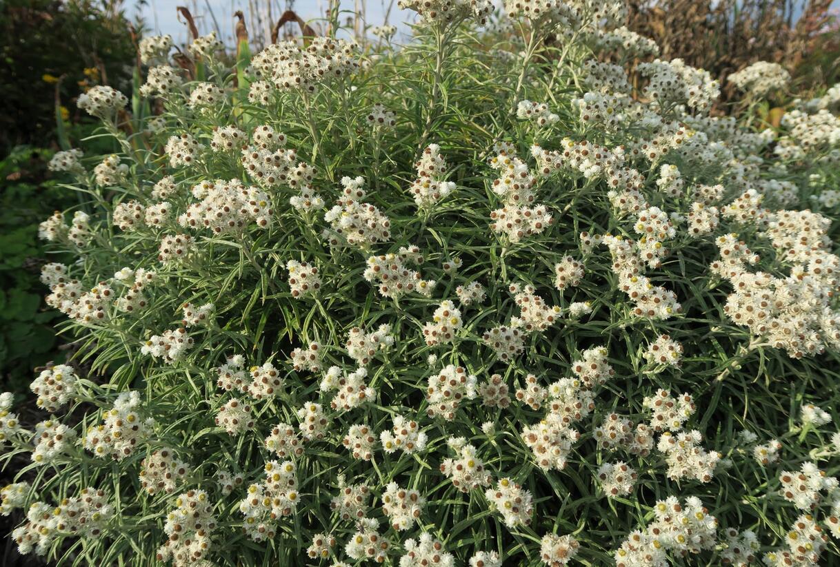 Plesnivka perlová 'Neuschnee' - Anaphalis margaritacea 'Neuschnee'