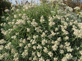 Plesnivka perlová 'Neuschnee' - Anaphalis margaritacea 'Neuschnee'