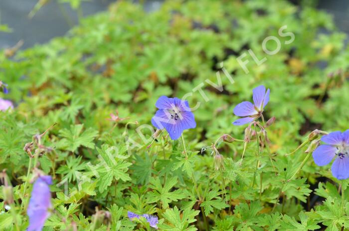 Kakost himalájský 'Alpinum' - Geranium himalayense 'Alpinum'