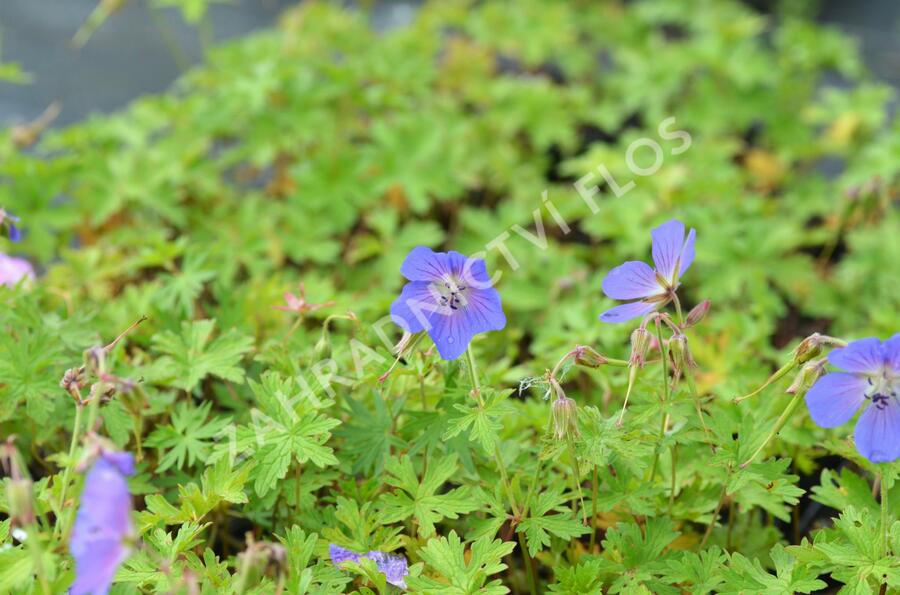 Kakost himalájský 'Alpinum' - Geranium himalayense 'Alpinum'