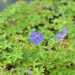 Kakost himalájský 'Alpinum' - Geranium himalayense 'Alpinum'