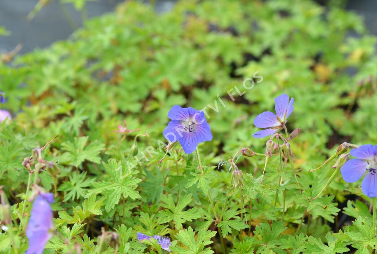 Kakost himalájský 'Alpinum' - Geranium himalayense 'Alpinum'