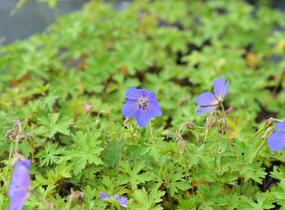 Kakost himalájský 'Alpinum' - Geranium himalayense 'Alpinum'